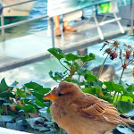 Photo n°2 de l'avis de Tatjana.a fait le 11/09/2023 à 10:07 sur le  Bar Il Molo à Varenna