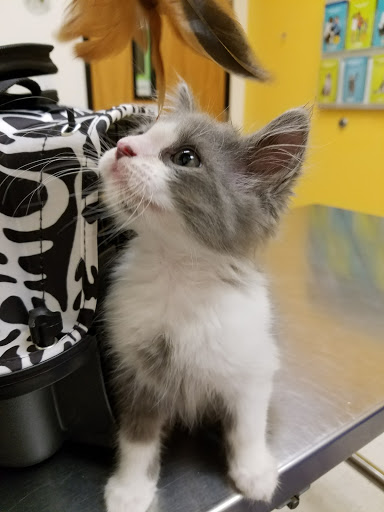 Pet Supply Store «PetSmart», reviews and photos, 3780 Riverchase Village #300, Hoover, AL 35244, USA