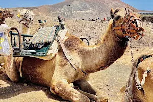 Camel Rides image