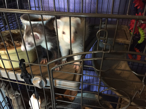 Pet Store «Animal House», reviews and photos, 7869 Hamilton Ave, Cincinnati, OH 45231, USA