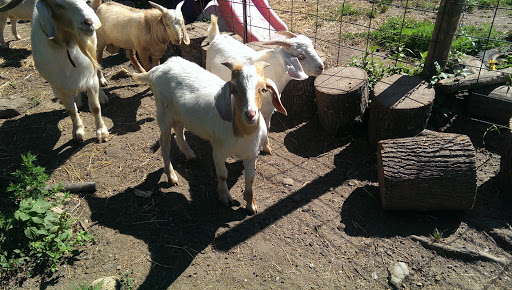 Butcher Shop «Lebanese Butchers Slaughterhouse», reviews and photos, 241 W Shirley Ave, Warrenton, VA 20186, USA