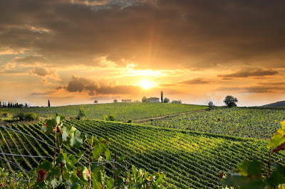TRANSVINS Distribution - L.V.D. à Beaune