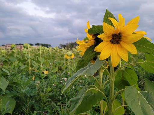 Prayers From Maria Sunflower Field in Avon image 3