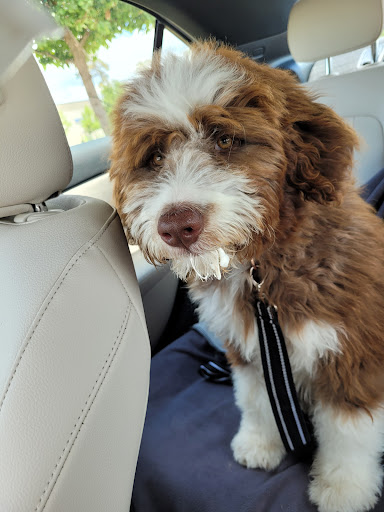 Pet Supply Store «PetSmart», reviews and photos, 19075 Interstate 45 S, Shenandoah, TX 77385, USA