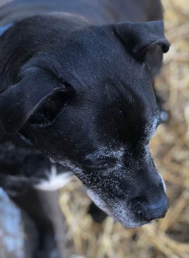 Pet Boarding Service «Howliday Inn Suites & Treats Pet Resort», reviews and photos, 1 Davis Ct, Hurricane, WV 25526, USA