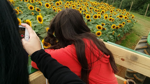 Tourist Attraction «Sussex County Sunflower Maze», reviews and photos, 101 Co Rd 645, Sandyston, NJ 07826, USA
