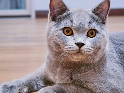 Heyday Petcorner อาบน้ำตัดขนสัตว์&Pet Hotel