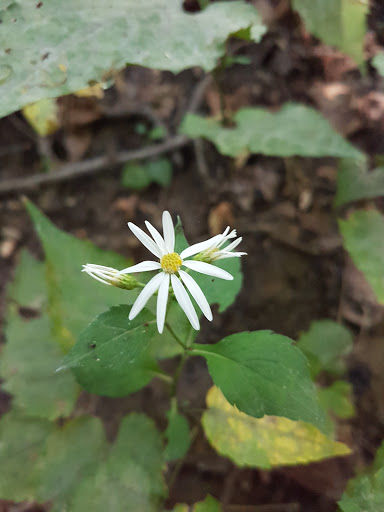 Park «Bechtel Park», reviews and photos, Naamans Rd, Claymont, DE 19703, USA