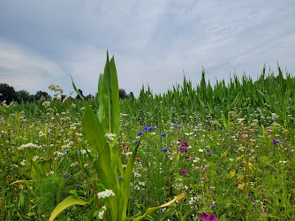 Asperges in de Akker