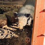 Photo n°16 de l'avis de Daniela.' fait le 21/08/2021 à 07:36 sur le  Il Forno Del Velino S.A.S. Di Sabatini Diego à Massa d'Albe