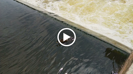 Tourist Attraction «Fish Ladder Park Grand Rapids», reviews and photos, 560 Front Ave NW, Grand Rapids, MI 49504, USA