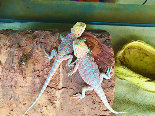 Pet Supply Store «E & M Pet Shop», reviews and photos, 5900 Whittier Blvd, Los Angeles, CA 90022, USA