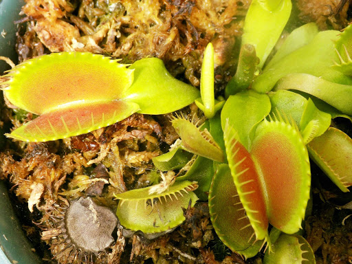 Flytrap Plantas Carnívoras