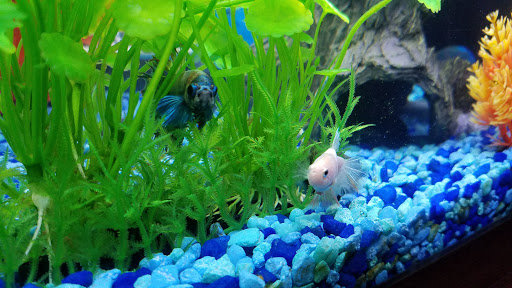 Pet Supply Store «Pet Supplies Plus», reviews and photos, 585 Moseley Rd, Fairport, NY 14450, USA