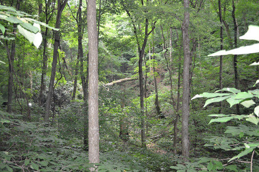 Nature Preserve «Engelmann Woods Natural Area», reviews and photos, 2360 Hwy D, Boles Township, MO 63304, USA