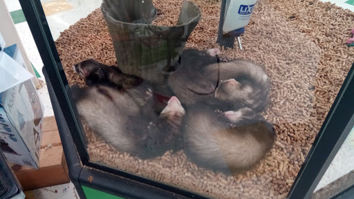 Pet Supply Store «Pet Supplies Plus», reviews and photos, 5092 Mayfield Rd, Lyndhurst, OH 44124, USA