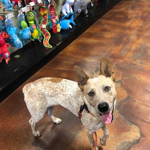 Pet Store «Choice Pet Market», reviews and photos, 2915 W Ray Rd, Chandler, AZ 85224, USA