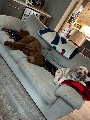 Pet Supply Store «PetSmart», reviews and photos, 2 Brick Plaza, Brick, NJ 08723, USA