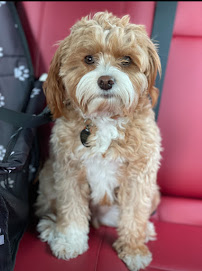 Dogtopia of Clarksville - Photo 9 - Car repair in Clarksville, MD, Columbia