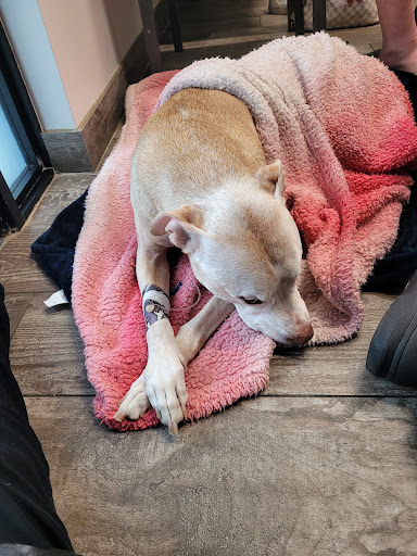 Fetch Specialty & Emergency Veterinary Centers - Fort Myers, FL image