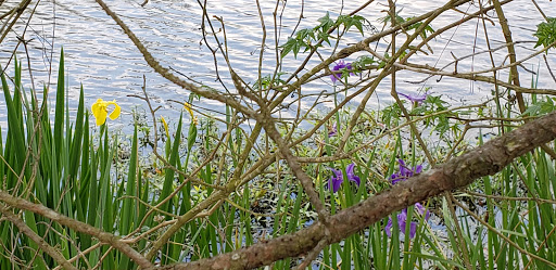 Country Club «West Fork Golf & Country Club», reviews and photos, 1 Golf Rdg, Conroe, TX 77304, USA