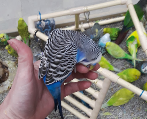 Pet Store «Petland», reviews and photos, 1514 Stonecreek Dr, Pickerington, OH 43147, USA