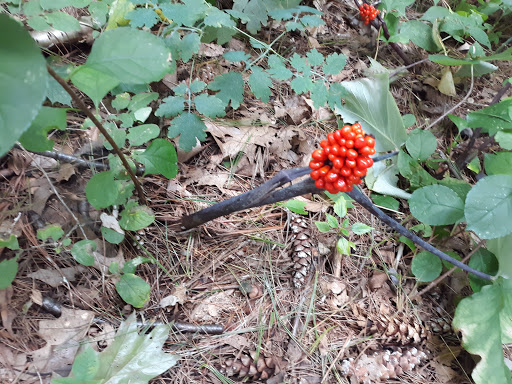 Nature Preserve «Centennial Woods Natural Area», reviews and photos, I-89, Burlington, VT 05401, USA