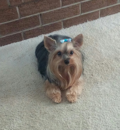 Pet Supply Store «Petco Animal Supplies», reviews and photos, 169 Brooklawn St, Farragut, TN 37934, USA