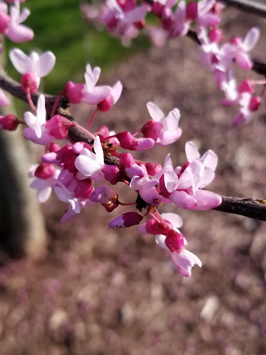 Park «Brent Hassert Park», reviews and photos, 19623 Renwick Rd, Lockport, IL 60441, USA