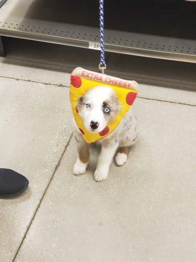 Pet Supply Store «Petco Animal Supplies», reviews and photos, 859 Kings Creek Dr, Tupelo, MS 38804, USA