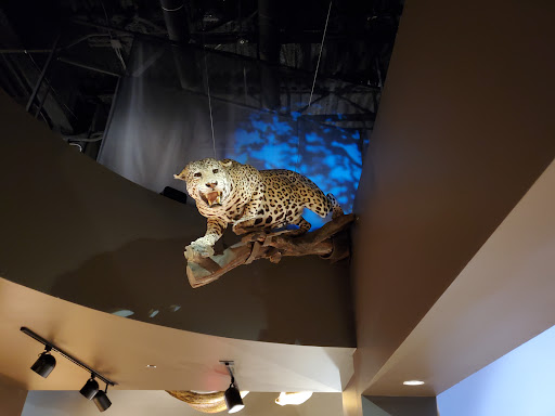 History Museum «Museum of South Texas History», reviews and photos, 200 N Closner Blvd, Edinburg, TX 78541, USA