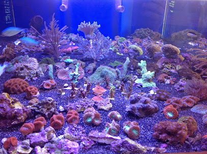 Atlantis Coral