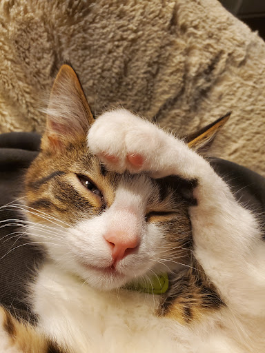 Pet Supply Store «Purely Pets», reviews and photos, 13723 23 Mile Rd, Shelby Charter Township, MI 48315, USA