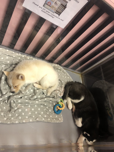 Pet Store «Furry Babies Inc», reviews and photos, 3340 Mall Loop Dr, Joliet, IL 60431, USA