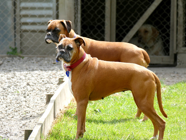 Comments and reviews of Pukerau Boarding Kennels and Cattery