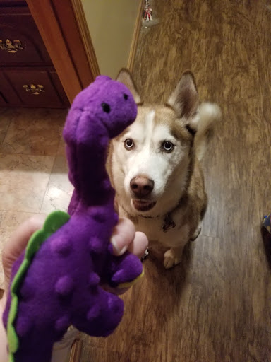 Pet Supply Store «Pet Supplies Plus», reviews and photos, 270 N Bolingbrook Dr, Bolingbrook, IL 60440, USA