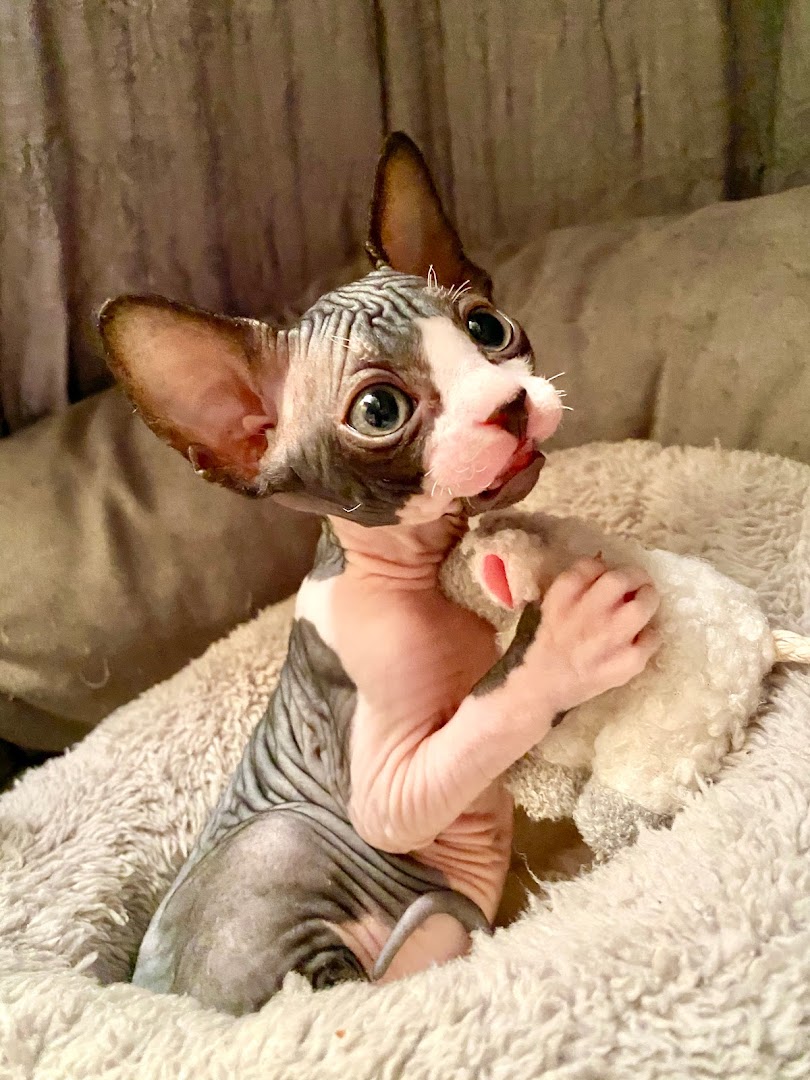 Nue et Belle Sphynx