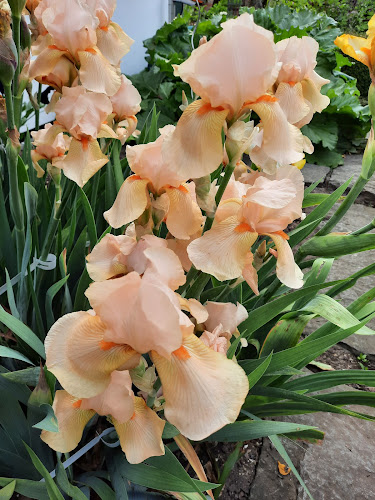 Rezensionen über Hanni Berger "Hanni's Blumenkeller" in Glarus Nord - Blumengeschäft