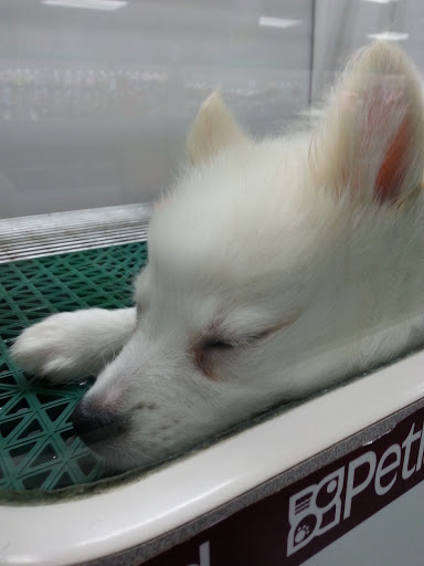 Pet Store «Petland Fairfax», reviews and photos, 9404 Main Street, Fairfax, VA 22031, USA