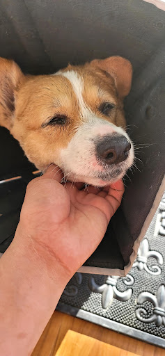 Dog Day Care Center «K9 Behavior UT, LLC», reviews and photos, 1458 Main St, Salt Lake City, UT 84115, USA