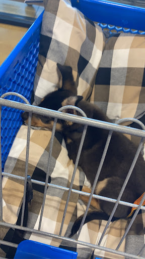 Pet Supply Store «PetSmart», reviews and photos, 479 River Hill Dr, Ashland, KY 41101, USA