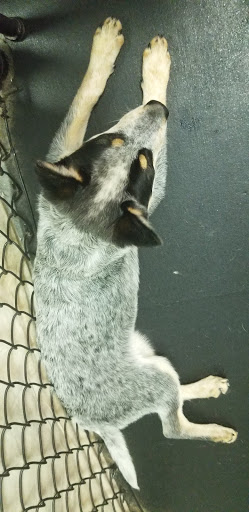 Pet Supply Store «Dogology», reviews and photos, 166 Albany Turnpike, Canton, CT 06019, USA