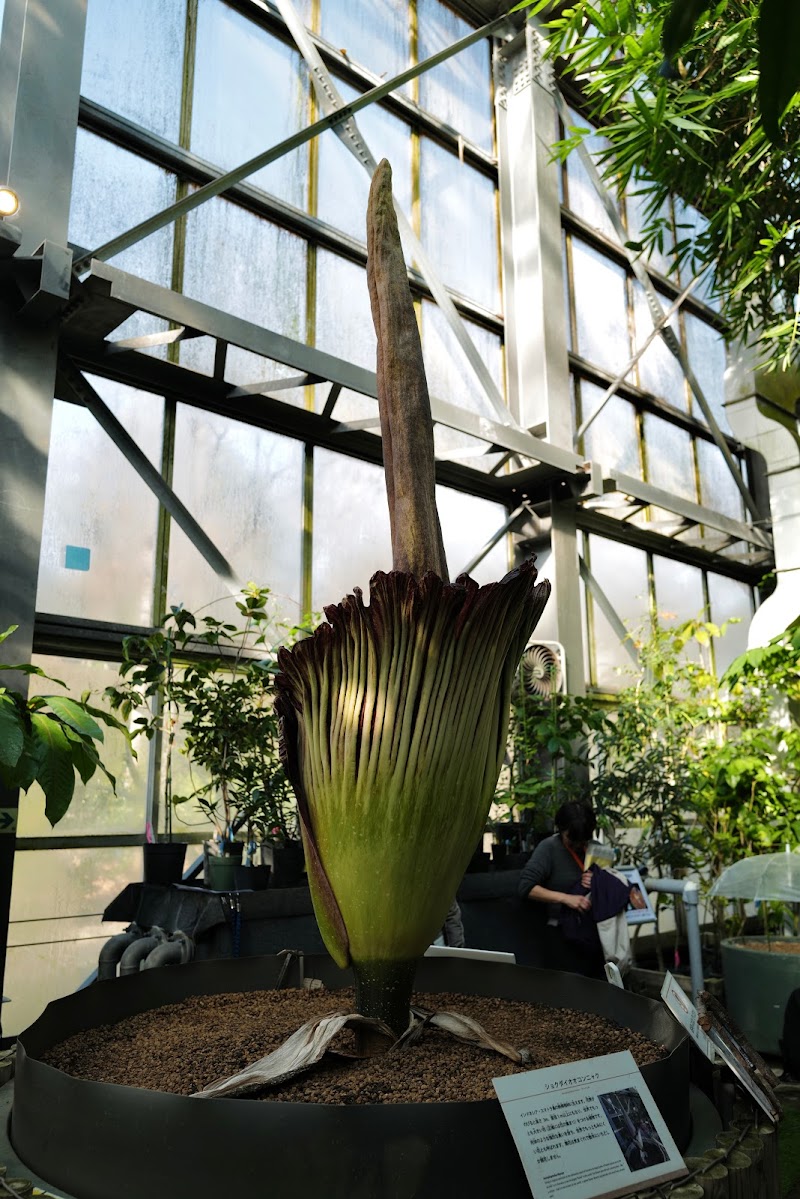 国立科学博物館筑波実験植物園 茨城県つくば市天久保 植物園 グルコミ