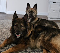 Village Pet Spa - Photo 7 - Car repair in Lady Lake, FL, Leesburg