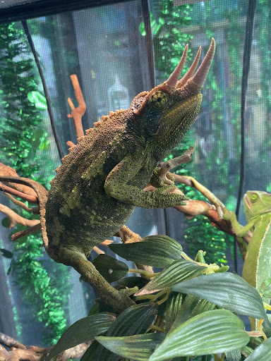 Pet Store «Jules Pet Shop», reviews and photos, 2214 N Milwaukee Ave, Chicago, IL 60647, USA