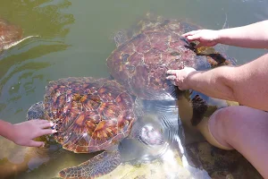 Nungwi Marine Turtles Mnarani image