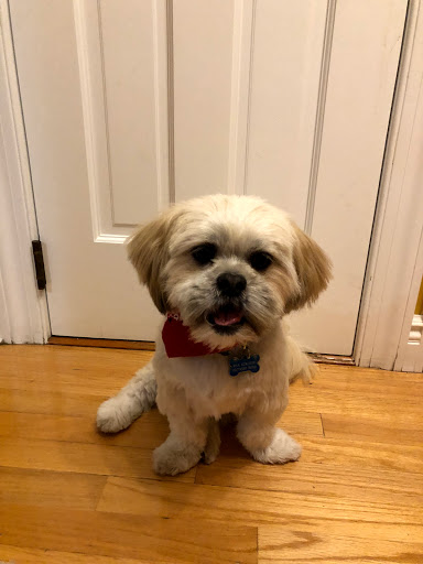 Pet Supply Store «Pet Supplies Plus», reviews and photos, 74-17 Grand Ave, Maspeth, NY 11378, USA