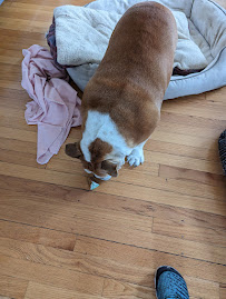 Happy Dog Barkery - Photo 7 - Car repair in Downers Grove, IL, Naperville