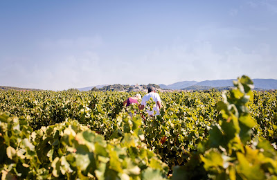 AOC Cru Vinsobres - Comité des Vignerons de Vinsobres à Vinsobres