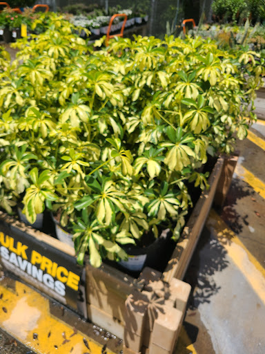 Home Improvement Store «The Home Depot», reviews and photos, 1315 US-19, Holiday, FL 34691, USA